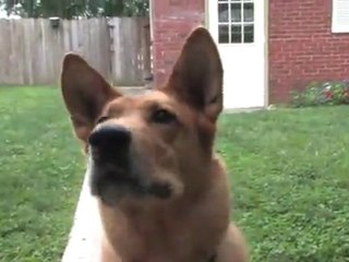 VIRAL DOG PLAYS FRISBEE! Sort of....