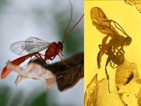 Yaşayan Fosiller: Yaban arısı