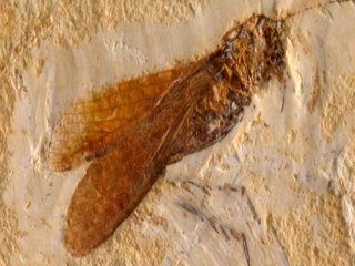 Yaşayan Fosiller: Uzun boylu çekirge