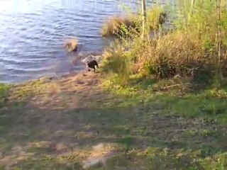 Bobby est fou de l'eau