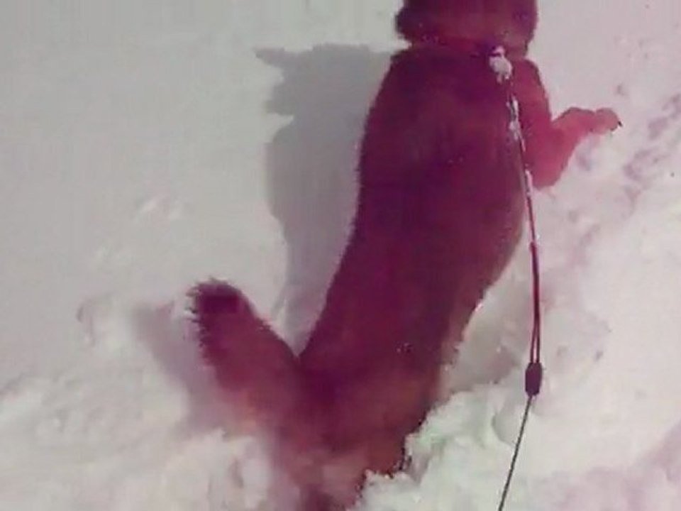 Gally dans la neige !
