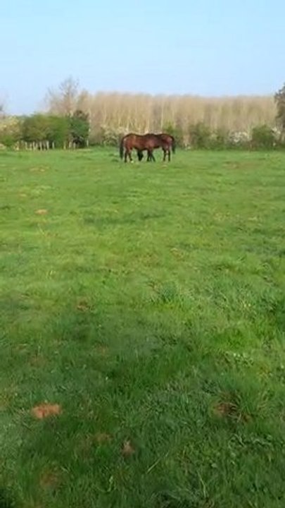 Rhapso and co 3