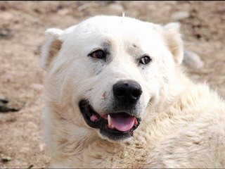 The Most Beautiful Dog in the World