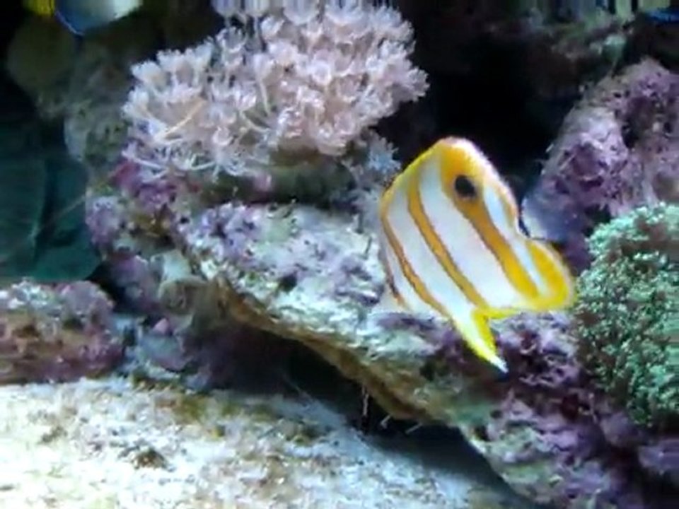 Aquarium poisson eau de mer