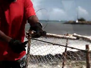 Icess Madjoumba - Misié Giyou....  Auteur : Droits réservés Compositeur : Icess Madjoumba