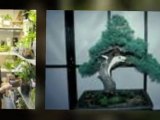 Bonsai Trees - The Ultimate 