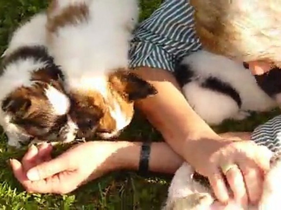 chiots_papillon