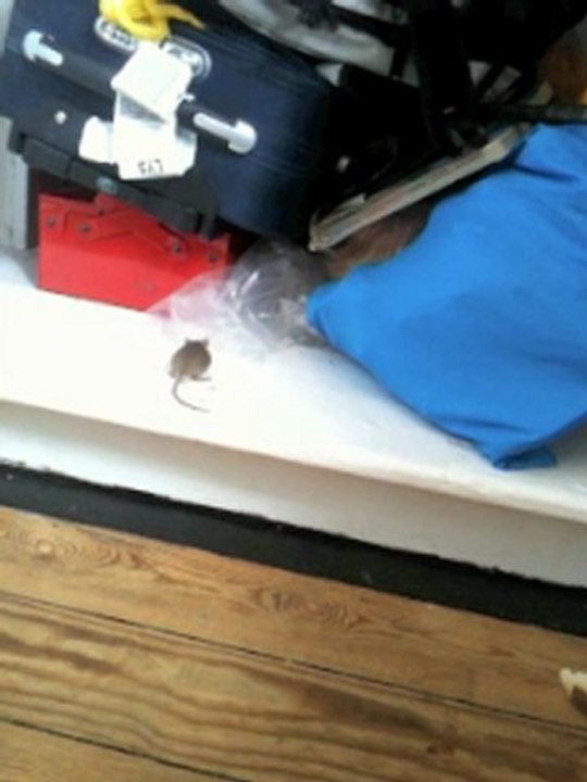 Maalich', une souris à Ronchin....