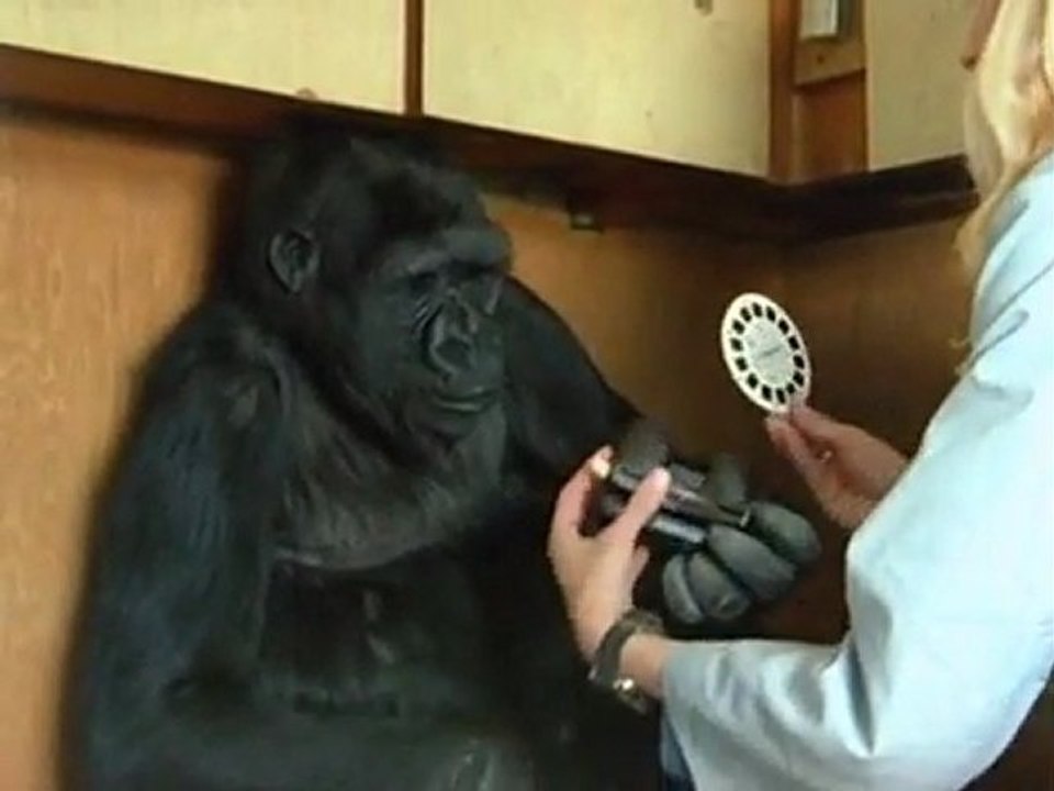 Koko, der sprechende Gorilla 1/8