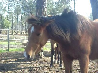 Lilou et les mouches ..