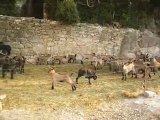 Elevage des Tourelles - Quand les chèvre sont au paturage... les chevreaux dansent !