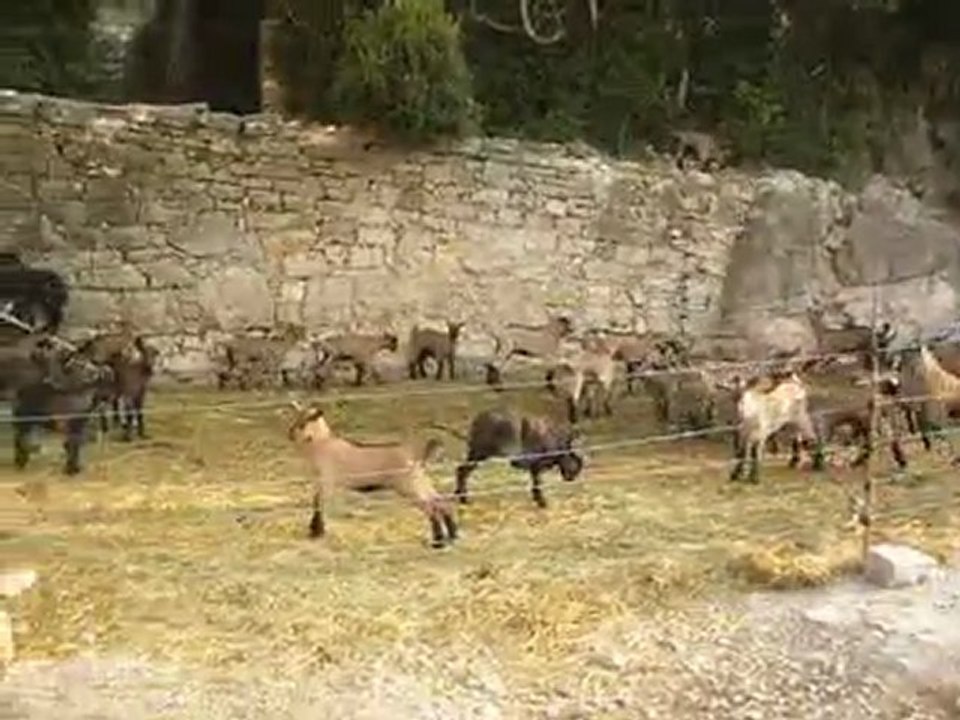Elevage des Tourelles - Quand les chèvre sont au paturage... les chevreaux dansent !