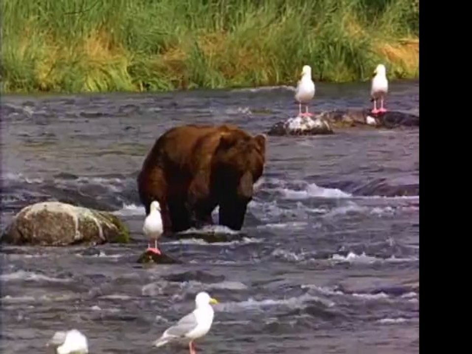 Bear
