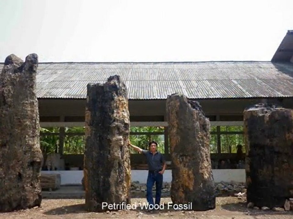 Petrified Wood Table