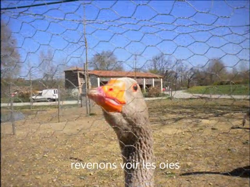 le_domaine_des_oiseaux