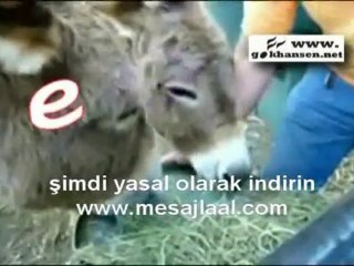 İlkokuma Okuma yazma öğretimi 1. GRUP e-l-a-t  ŞARKISI VIDEO KLİBİ