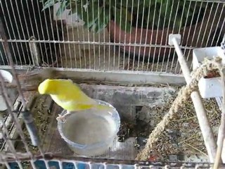 Bain de mes canaris
