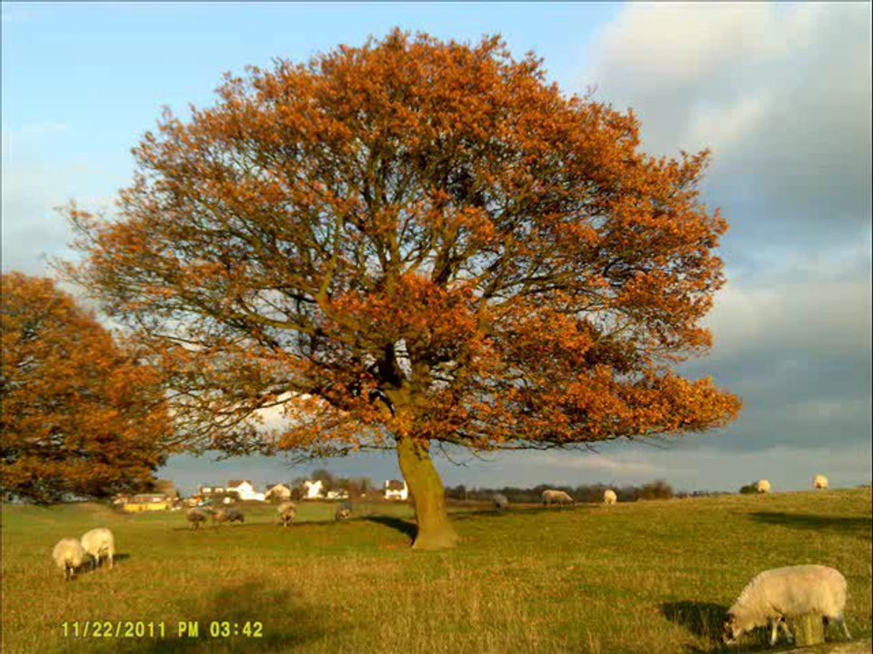 Phoenix Greenways - Shades of Autumn on the Phoenix Greenways