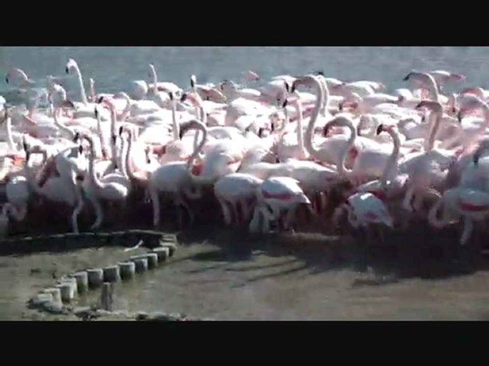 parc ornithologique de pont de gau au saintes maries de la mer
