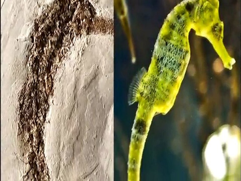 Yaşayan Fosiller: Deniz atı