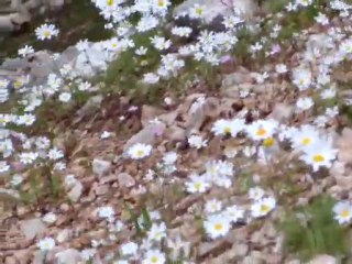 BOLDAĞ-FİNİKE -PAPATYA-(levent)