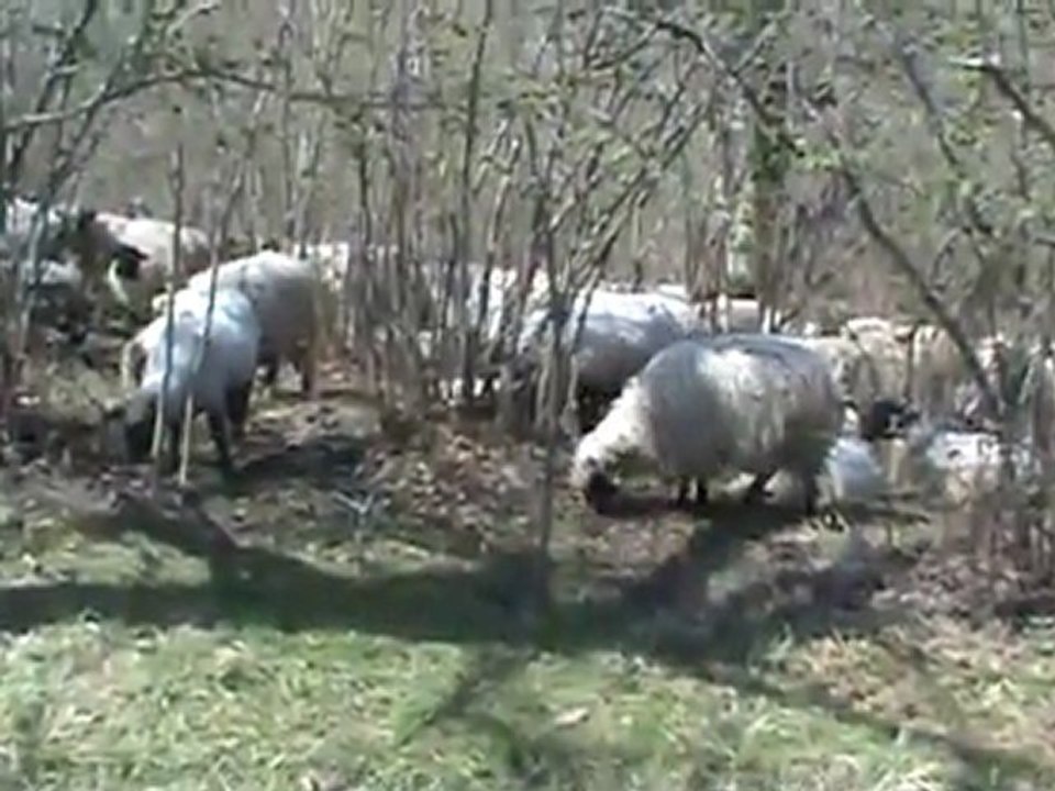 koyunlar_01.04.2012