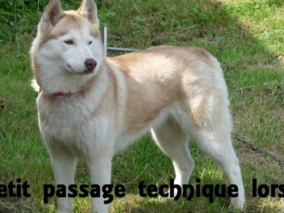 Capone en trot au Fourdan passage technique