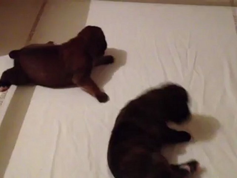 Chiots Femelle California Girl