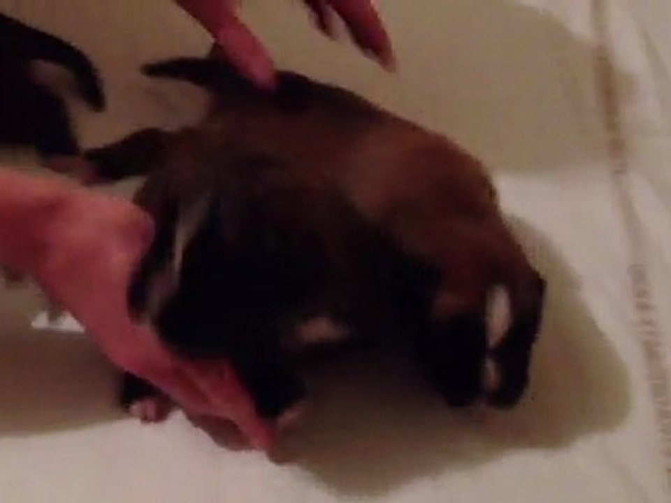 Chiots Femelle California Girl 2