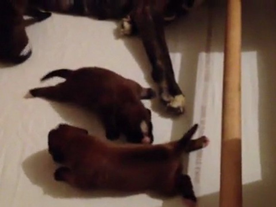 Chiots Femelle California Girl 3