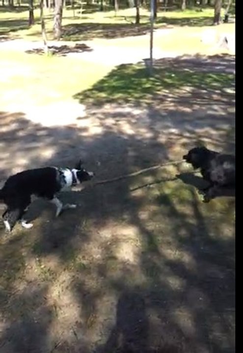 duel de baton  entre kira et ditta