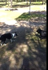 duel de baton  entre kira et ditta