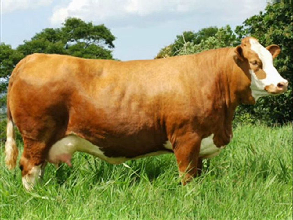 İthal Hayvan Yerli hayvan temini simental holstein