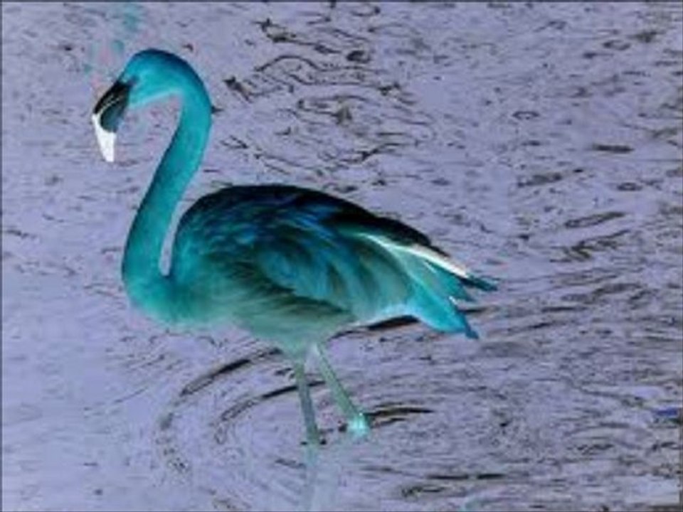 BluFlamingo  AIE AIE AIE