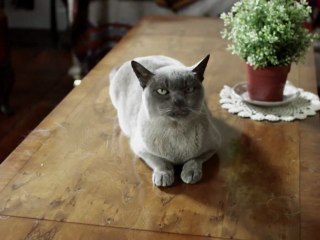 Orbital | Wonky | Official Video