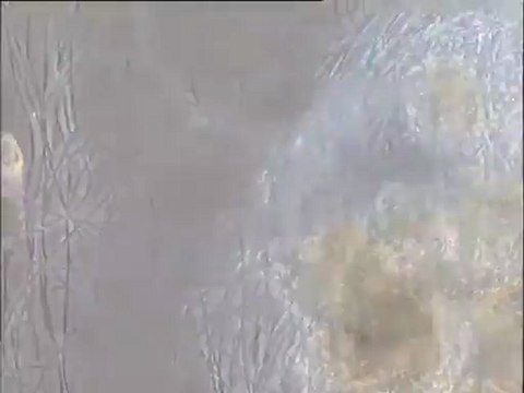 Essais d'élimination du filament 021N au chlorure ferrique : examen au microscope de boues traitées et témoin