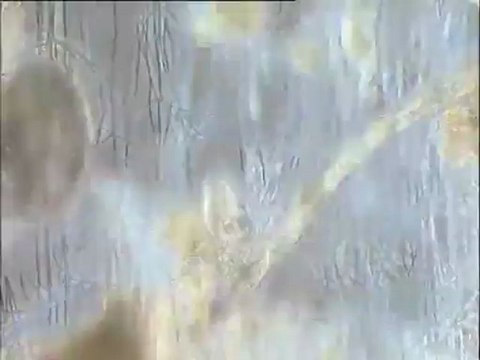 Essais d'élimination du filament 021N au chlorure ferrique à Noisy-le-Grand : examen de boues traitées depuis quelques jours. Effets du chlorure ferrique sur les flocs