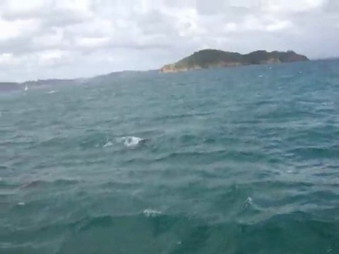 Dauphins dans la Bay of Islands N.Z
