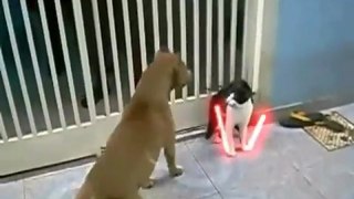 Jedi Cat Fends Off Dog