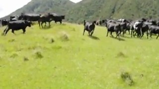 RC Car Bosses Cows Around