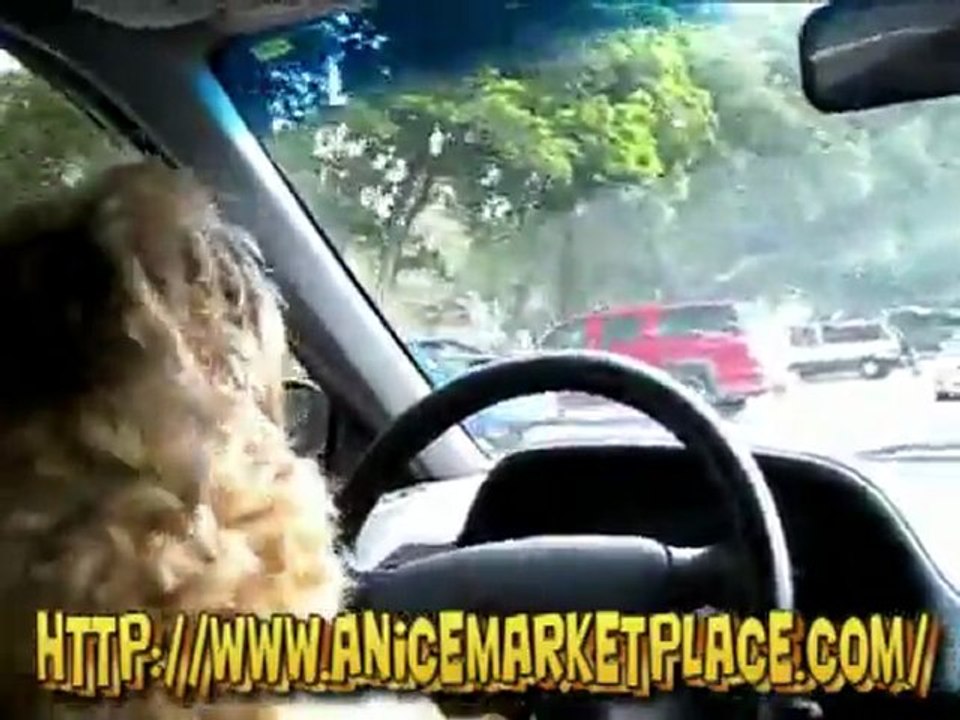 A Funny Cat Driving A Car