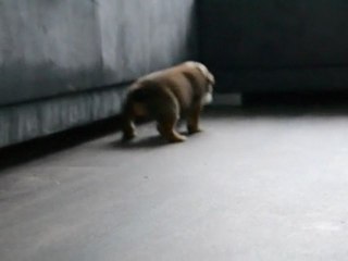 June se met en marche au matin  . . .