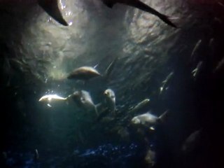 Requins