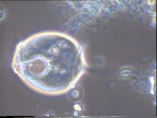 Examen d'une eau brute de Malt Europe, aérée 4 jours en laboratoire : effets de l'aération