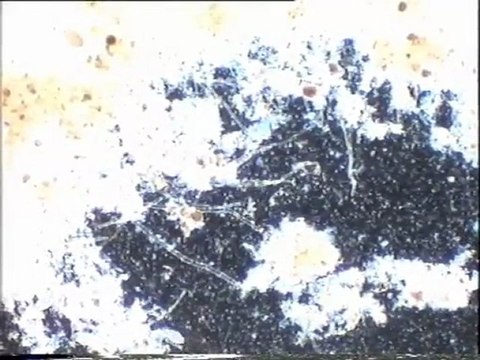 Expérience d'ensemencement des eaux brutes de malt Europe par la boue activée de leur bassin tampon : examen des essais n°2 au 2e jour d'aération