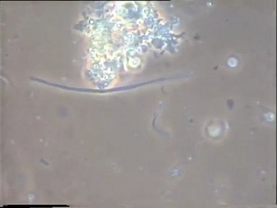 Expérience d'ensemencement des eaux brutes de Malt Europe par des boues de leurs bassins tampons : suite de l'essai n° 2 et fin