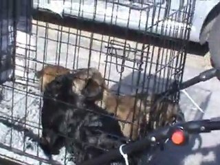 Puppies 5 weeks, first ride in the puppymobile