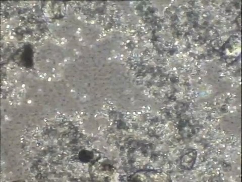 Expérience de formation de cristaux de struvite sur effluent de Porteous : observation de solutions à différentes concentrations (examen de la morphologie des cristaux et du rendement d'élimination de l'azote)