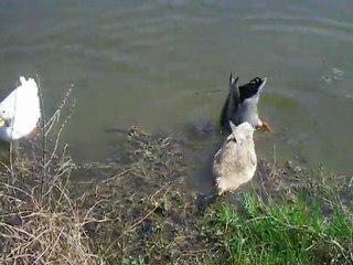 Des canards qui mangent