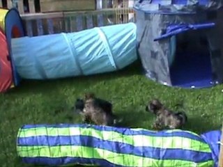 Litter Jomo and Drong-Lamleh of Wamil Ajendra 5 weeks old